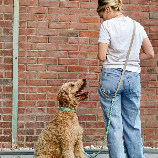 Paracord Halsband Luma Sage