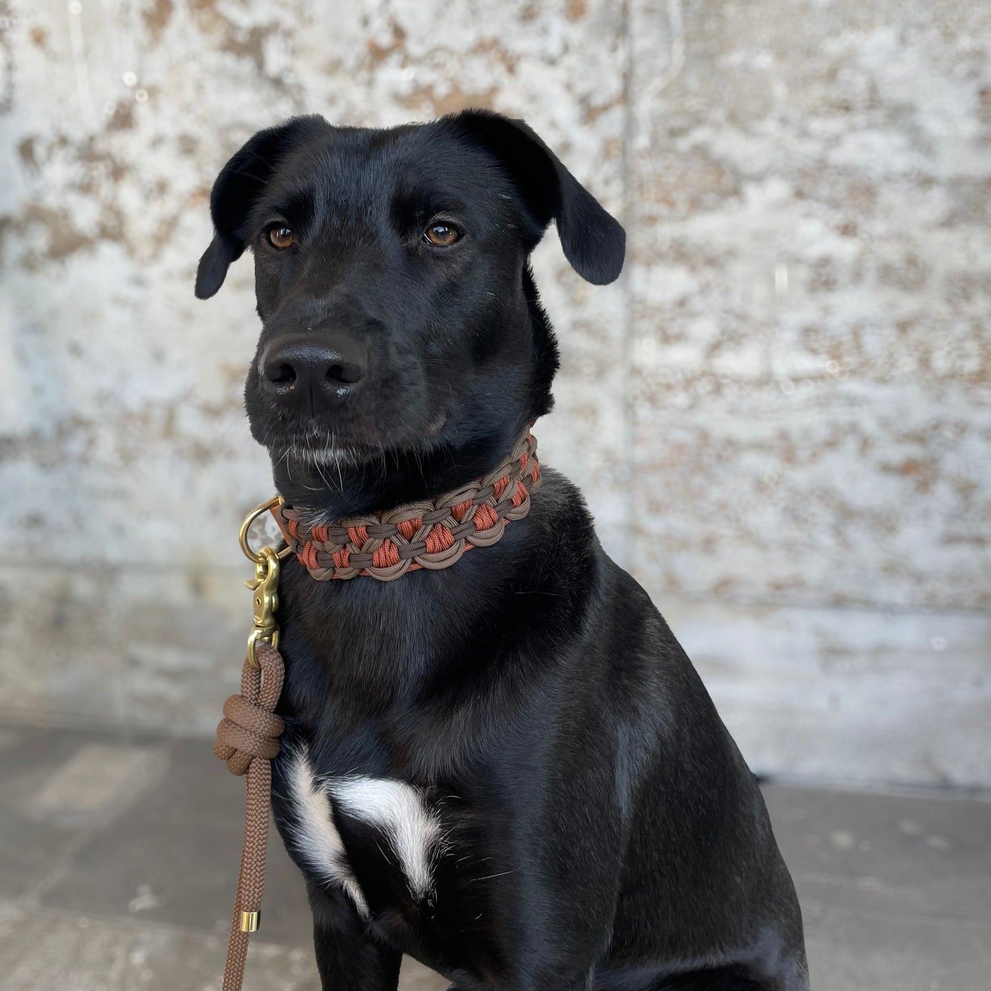 Paracord Halsband Noa Brown